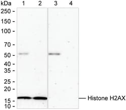 Invitrogen Histone H2A.X Recombinant Rabbit Monoclonal Antibody (K01_1S19) 100 &mu;L | Buy Online | Invitrogen&trade; | Fisher Scientific