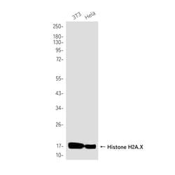 Invitrogen Histone H2A.X Recombinant Rabbit Monoclonal Antibody (K01_1S19) 100 &mu;L | Buy Online | Invitrogen&trade; | Fisher Scientific