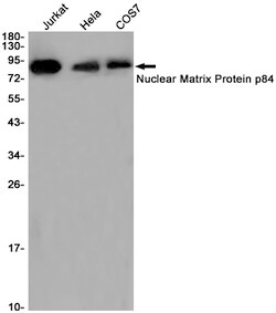 Invitrogen Nuclear Matrix Protein p84 Recombinant Rabbit Monoclonal Antibody (K01_1U94) 100 &mu;L | Buy Online | Invitrogen&trade; | Fisher Scientific
