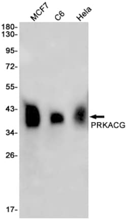 Invitrogen PKA gamma Recombinant Rabbit Monoclonal Antibody (K01_1X10) 100 &mu;L | Buy Online | Invitrogen&trade; | Fisher Scientific