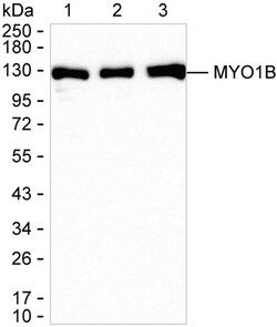 Invitrogen MYO1B Recombinant Rabbit Monoclonal Antibody (K01_1U37) 100 &mu;L | Buy Online | Invitrogen&trade; | Fisher Scientific