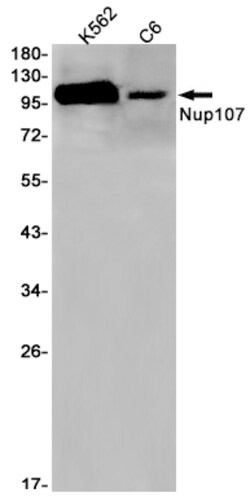 Invitrogen NUP107 Recombinant Rabbit Monoclonal Antibody (K01_1W03) 50 &mu;L | Buy Online | Invitrogen&trade; | Fisher Scientific