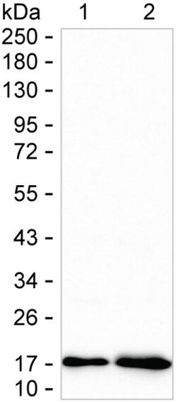 Invitrogen MGST3 Recombinant Rabbit Monoclonal Antibody (K01_1T87) 100 &mu;L | Buy Online | Invitrogen&trade; | Fisher Scientific