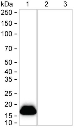 Invitrogen IFITM3 Recombinant Rabbit Monoclonal Antibody (K01_1R35) 100 &mu;L | Buy Online | Invitrogen&trade; | Fisher Scientific