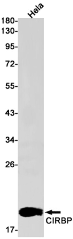 Invitrogen CIRBP Recombinant Rabbit Monoclonal Antibody (K01_1P59) 50 &mu;L | Buy Online | Invitrogen&trade; | Fisher Scientific