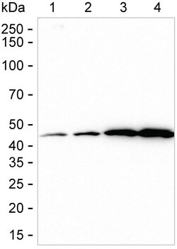 Invitrogen PGK1 Recombinant Rabbit Monoclonal Antibody (K01_1W66) 100 &mu;L | Buy Online | Invitrogen&trade; | Fisher Scientific