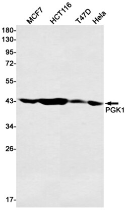 Invitrogen PGK1 Recombinant Rabbit Monoclonal Antibody (K01_1W66) 100 &mu;L | Buy Online | Invitrogen&trade; | Fisher Scientific