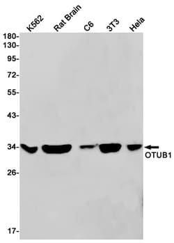 Invitrogen OTUB1 Recombinant Rabbit Monoclonal Antibody (K01_1W13) 100 &mu;L | Buy Online | Invitrogen&trade; | Fisher Scientific