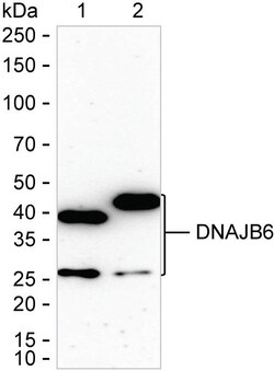Invitrogen DNAJB6 Recombinant Rabbit Monoclonal Antibody (K01_1Q49) 100 &mu;L | Buy Online | Invitrogen&trade; | Fisher Scientific