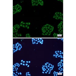 Invitrogen NR1D1 Recombinant Rabbit Monoclonal Antibody (K01_1U89) 50 &mu;L | Buy Online | Invitrogen&trade; | Fisher Scientific
