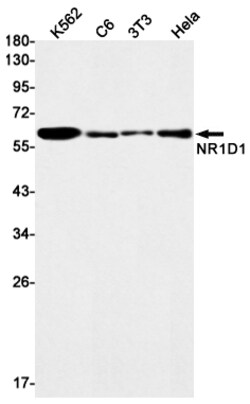 Invitrogen NR1D1 Recombinant Rabbit Monoclonal Antibody (K01_1U89) 50 &mu;L | Buy Online | Invitrogen&trade; | Fisher Scientific