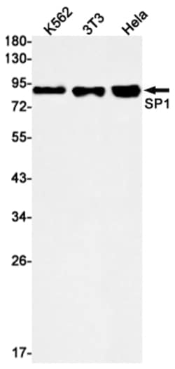 Invitrogen SP1 Recombinant Rabbit Monoclonal Antibody (K01_1Y66) 50 &mu;L | Buy Online | Invitrogen&trade; | Fisher Scientific