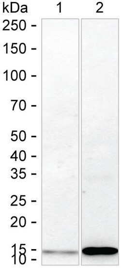Invitrogen NDUFC2 Recombinant Rabbit Monoclonal Antibody (K01_1U56) 100 &mu;L | Buy Online | Invitrogen&trade; | Fisher Scientific