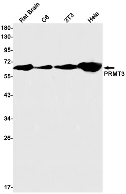 Invitrogen PRMT3 Recombinant Rabbit Monoclonal Antibody (K01_1X11) 100 &mu;L | Buy Online | Invitrogen&trade; | Fisher Scientific