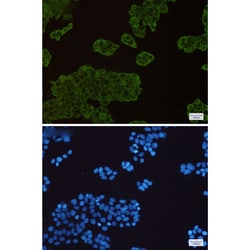 Invitrogen HSP90 Recombinant Rabbit Monoclonal Antibody (K01_1S60) 50 &mu;L | Buy Online | Invitrogen&trade; | Fisher Scientific