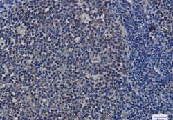Invitrogen HSP90 Recombinant Rabbit Monoclonal Antibody (K01_1S60) 50 &mu;L | Buy Online | Invitrogen&trade; | Fisher Scientific