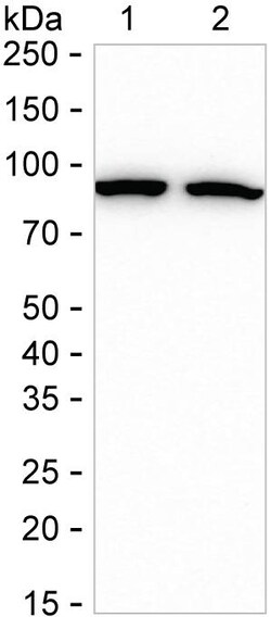 Invitrogen HSP90 Recombinant Rabbit Monoclonal Antibody (K01_1S60) 50 &mu;L | Buy Online | Invitrogen&trade; | Fisher Scientific