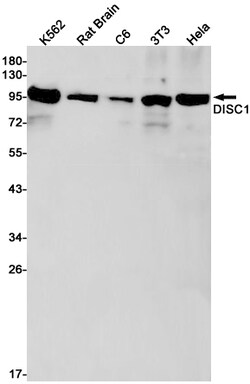 Invitrogen DISC1 Recombinant Rabbit Monoclonal Antibody (K01_1Q42) 50 &mu;L | Buy Online | Invitrogen&trade; | Fisher Scientific