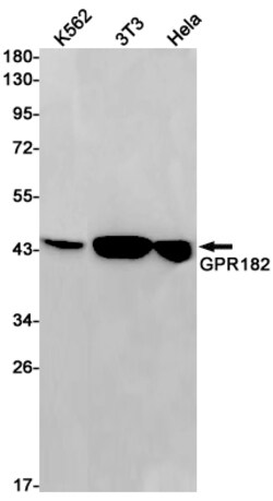 Invitrogen GPR182 Recombinant Rabbit Monoclonal Antibody (K01_1R92) 50 &mu;L | Buy Online | Invitrogen&trade; | Fisher Scientific
