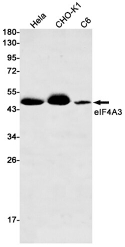 Invitrogen eIF4A3 Recombinant Rabbit Monoclonal Antibody (K01_1Q69) 50 &mu;L | Buy Online | Invitrogen&trade; | Fisher Scientific