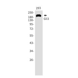 Invitrogen GLI3 Recombinant Rabbit Monoclonal Antibody (K01_1R68) 50 &mu;L | Buy Online | Invitrogen&trade; | Fisher Scientific