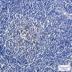 Invitrogen Relaxin 2 Recombinant Rabbit Monoclonal Antibody (K01_1X73) 50 &mu;L | Buy Online | Invitrogen&trade; | Fisher Scientific