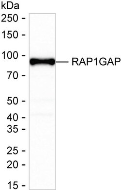 Invitrogen RAP1GAP Recombinant Rabbit Monoclonal Antibody (K01_1X59) 100 &mu;L | Buy Online | Invitrogen&trade; | Fisher Scientific