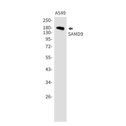 Invitrogen SAMD9 Recombinant Rabbit Monoclonal Antibody (K01_1Y09) 50 &mu;L;