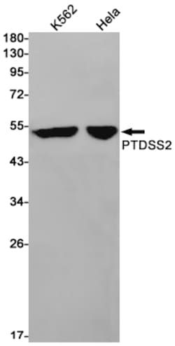Invitrogen PTDSS2 Recombinant Rabbit Monoclonal Antibody (K01_1X30) 100 &mu;L | Buy Online | Invitrogen&trade; | Fisher Scientific
