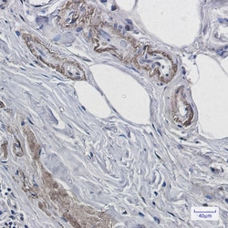 Invitrogen PrP Recombinant Rabbit Monoclonal Antibody (K01_1X09) 50 &mu;L | Buy Online | Invitrogen&trade; | Fisher Scientific