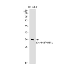 Invitrogen EMAP II Recombinant Rabbit Monoclonal Antibody (K01_1Q76) 100 &mu;L | Buy Online | Invitrogen&trade; | Fisher Scientific