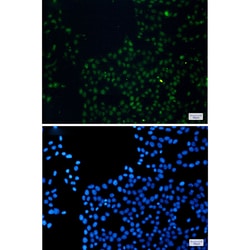Invitrogen FAM98B Recombinant Rabbit Monoclonal Antibody (K01_1R05) 100 &mu;L | Buy Online | Invitrogen&trade; | Fisher Scientific