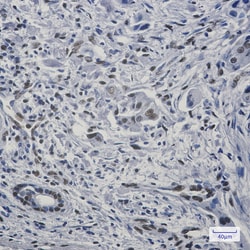 Invitrogen FAM98B Recombinant Rabbit Monoclonal Antibody (K01_1R05) 100 &mu;L | Buy Online | Invitrogen&trade; | Fisher Scientific