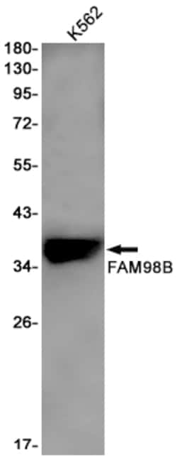 Invitrogen FAM98B Recombinant Rabbit Monoclonal Antibody (K01_1R05) 100 &mu;L | Buy Online | Invitrogen&trade; | Fisher Scientific