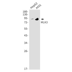 Invitrogen MLK3 Recombinant Rabbit Monoclonal Antibody (K01_1T96) 50 &mu;L | Buy Online | Invitrogen&trade; | Fisher Scientific