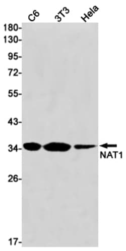 Invitrogen&trade;&nbsp;NAT1 Recombinant Rabbit Monoclonal Antibody (K01_1U40)