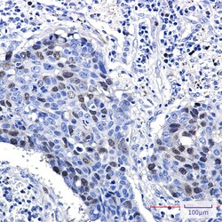 Invitrogen Cyclin A2 Recombinant Rabbit Monoclonal Antibody (K01_1Q02) 50 &mu;L | Buy Online | Invitrogen&trade; | Fisher Scientific