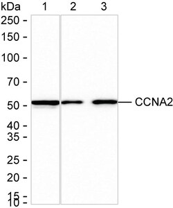 Invitrogen Cyclin A2 Recombinant Rabbit Monoclonal Antibody (K01_1Q02) 50 &mu;L | Buy Online | Invitrogen&trade; | Fisher Scientific