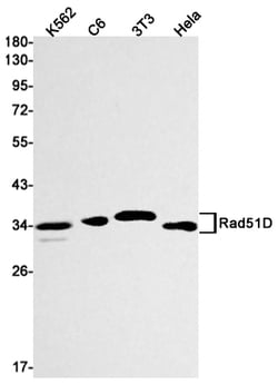 Invitrogen RAD51D Recombinant Rabbit Monoclonal Antibody (K01_1X50) 100 &mu;L | Buy Online | Invitrogen&trade; | Fisher Scientific