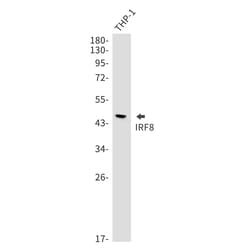 Invitrogen IRF8 Recombinant Rabbit Monoclonal Antibody (K01_1T06) 100 &mu;L | Buy Online | Invitrogen&trade; | Fisher Scientific