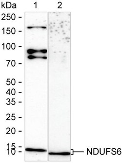 Invitrogen NDUFS6 Recombinant Rabbit Monoclonal Antibody (K01_1U59) 50 &mu;L | Buy Online | Invitrogen&trade; | Fisher Scientific