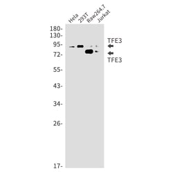 Invitrogen TFE3 Recombinant Rabbit Monoclonal Antibody (K01_2J23) 50 &mu;L | Buy Online | Invitrogen&trade; | Fisher Scientific