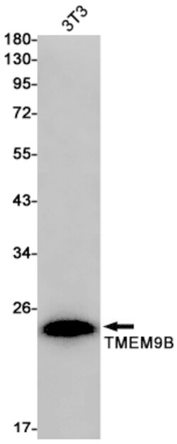 Invitrogen TMEM9B Recombinant Rabbit Monoclonal Antibody (K01_2J39) 100 &mu;L | Buy Online | Invitrogen&trade; | Fisher Scientific