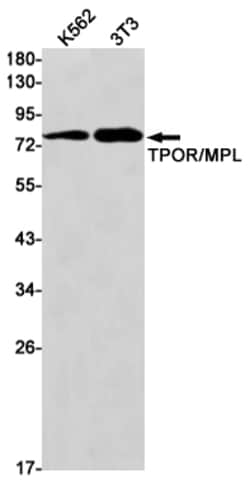 Invitrogen&trade;&nbsp;c-Mpl Recombinant Rabbit Monoclonal Antibody (K01_2J43)