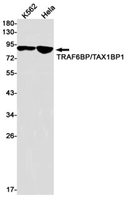 Invitrogen TAX1BP1 Recombinant Rabbit Monoclonal Antibody (K01_2J47) 100 &mu;L | Buy Online | Invitrogen&trade; | Fisher Scientific