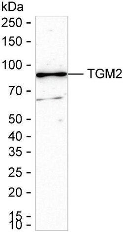 Invitrogen TGM2 Recombinant Rabbit Monoclonal Antibody (K01_2J50) 100 &mu;L | Buy Online | Invitrogen&trade; | Fisher Scientific