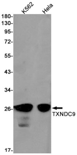 Invitrogen TXNDC9 Recombinant Rabbit Monoclonal Antibody (K01_2J69) 50 &mu;L | Buy Online | Invitrogen&trade; | Fisher Scientific