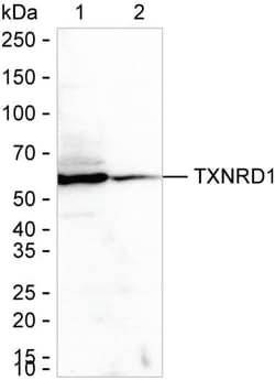 Invitrogen TrxR1 Recombinant Rabbit Monoclonal Antibody (K01_2J71) 50 &mu;L | Buy Online | Invitrogen&trade; | Fisher Scientific