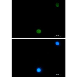 Invitrogen Ubiquitin B Recombinant Rabbit Monoclonal Antibody (K01_2J77) 50 &mu;L | Buy Online | Invitrogen&trade; | Fisher Scientific