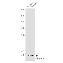 Invitrogen Ubiquitin B Recombinant Rabbit Monoclonal Antibody (K01_2J77) 50 &mu;L | Buy Online | Invitrogen&trade; | Fisher Scientific